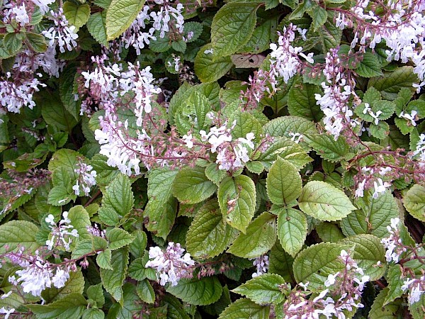 Quiz image
