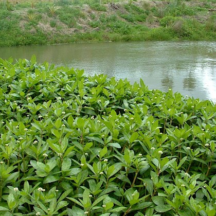 Weed quiz teaser image