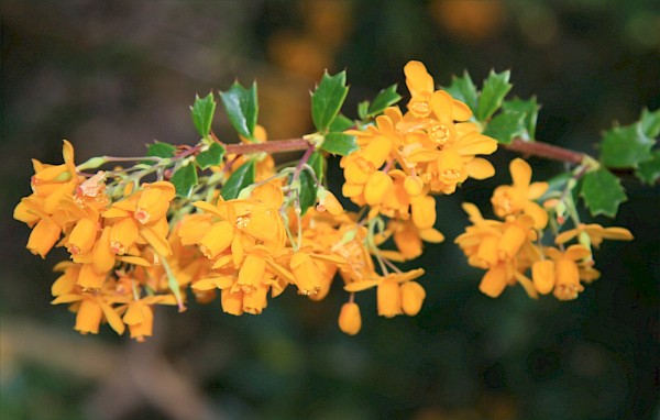Quiz image