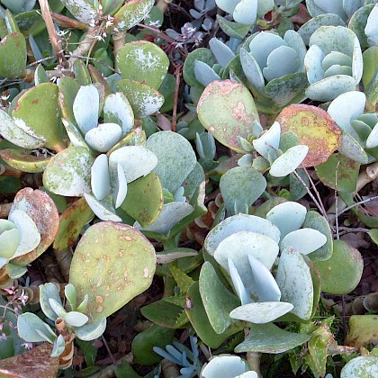 Weed quiz teaser image