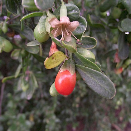 Weed quiz teaser image