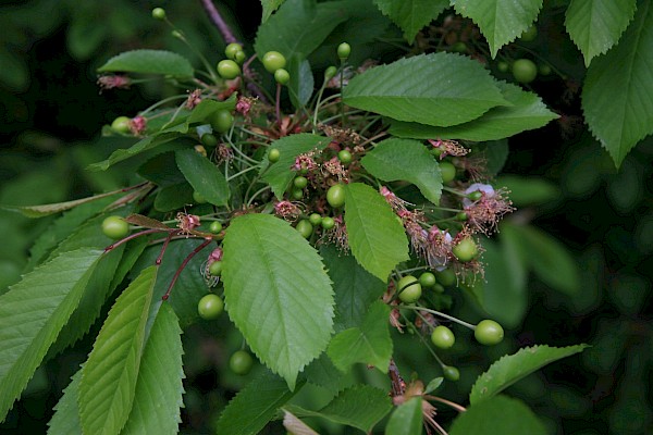 Quiz image