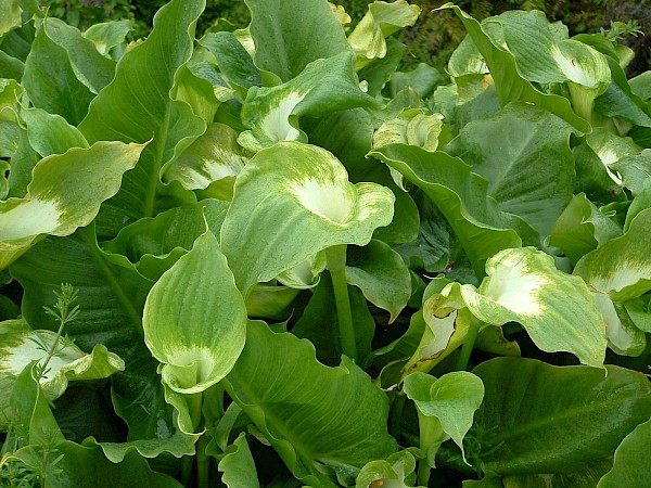 Quiz image