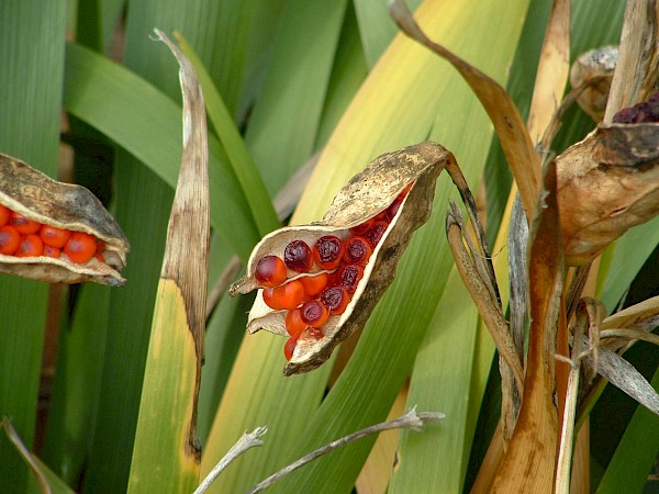 Quiz image