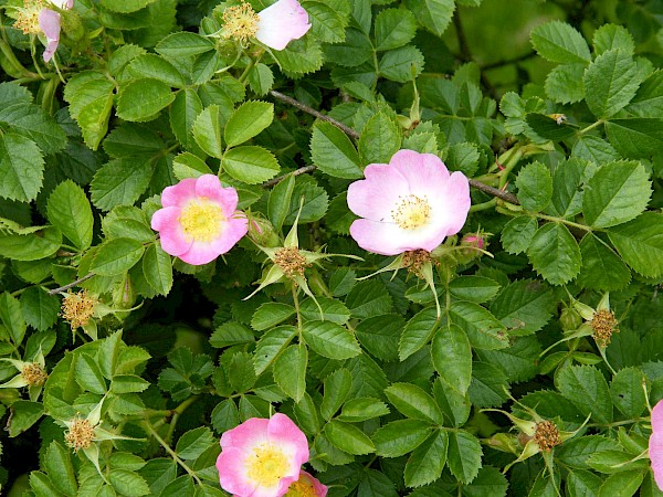 Quiz image