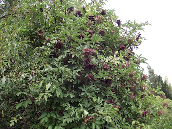 Quiz image