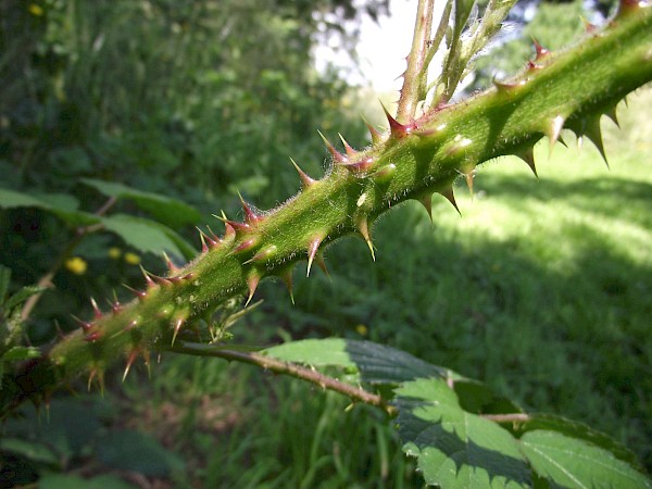 Quiz image