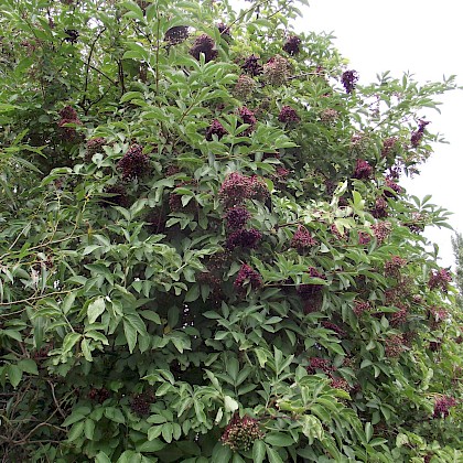 Weed quiz teaser image