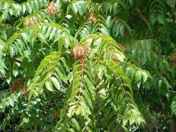 Quiz image