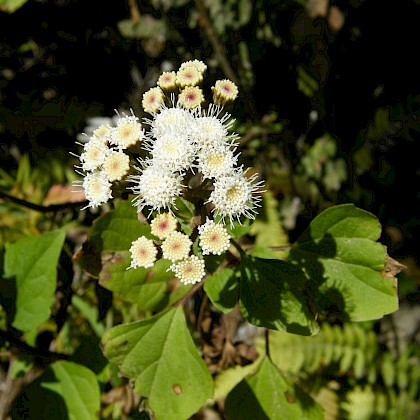 Weed quiz teaser image