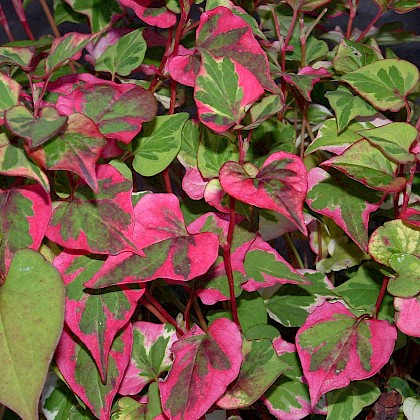 Weed quiz teaser image