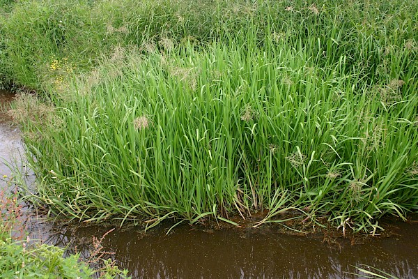 Quiz image
