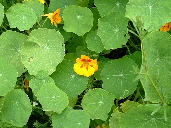 Quiz image
