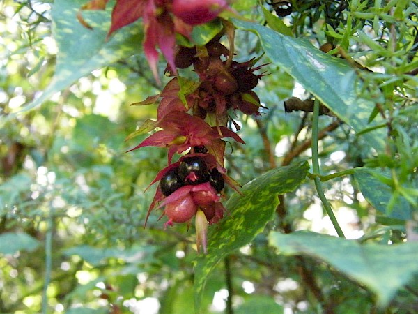 Quiz image