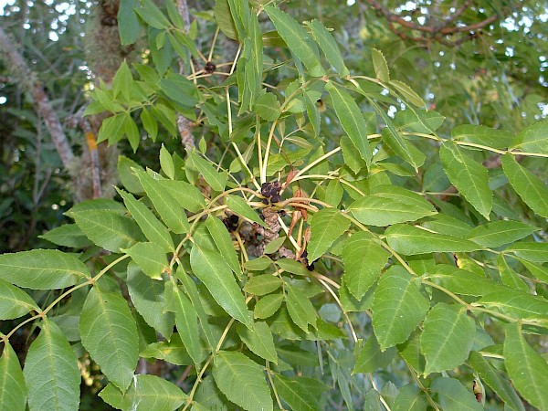 Quiz image