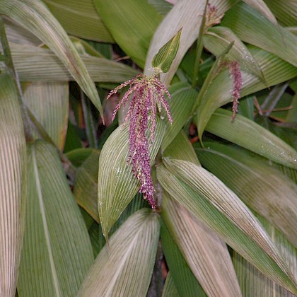 Weed quiz teaser image