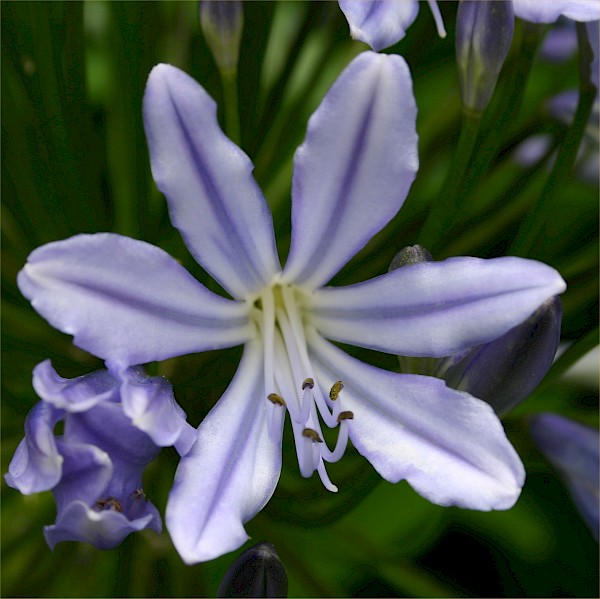 Quiz image