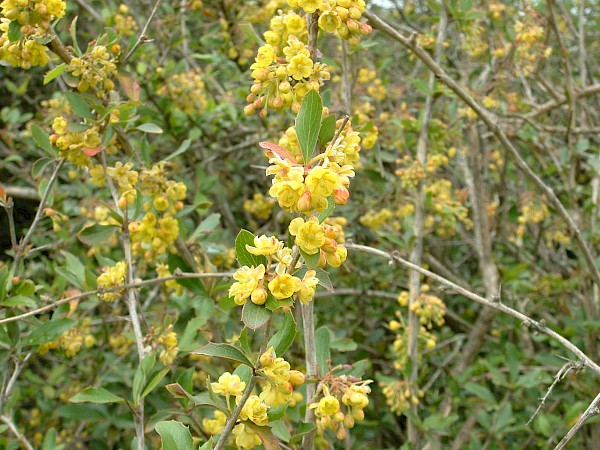 Quiz image