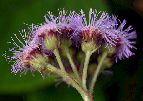 Quiz image