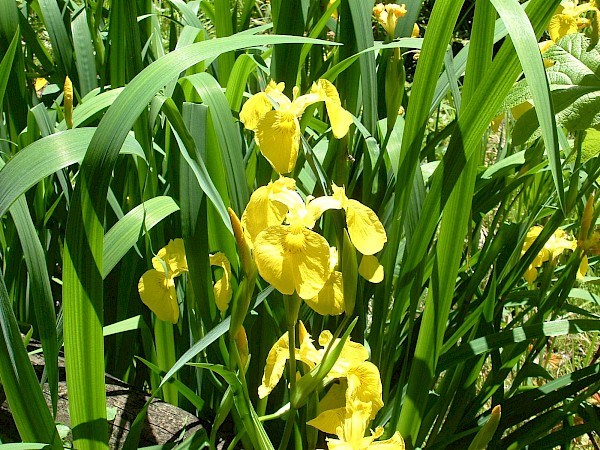 Quiz image