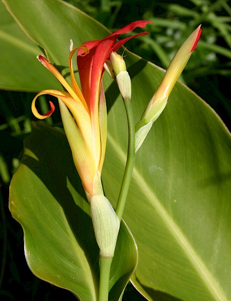 Quiz image