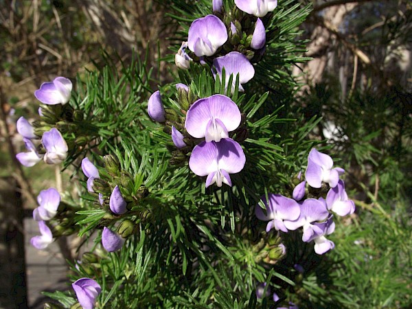 Quiz image