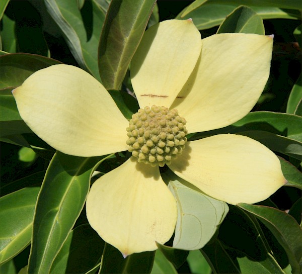 Quiz image