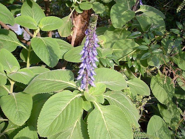 Quiz image