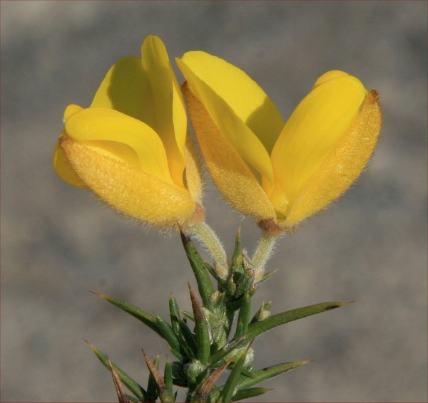Quiz image
