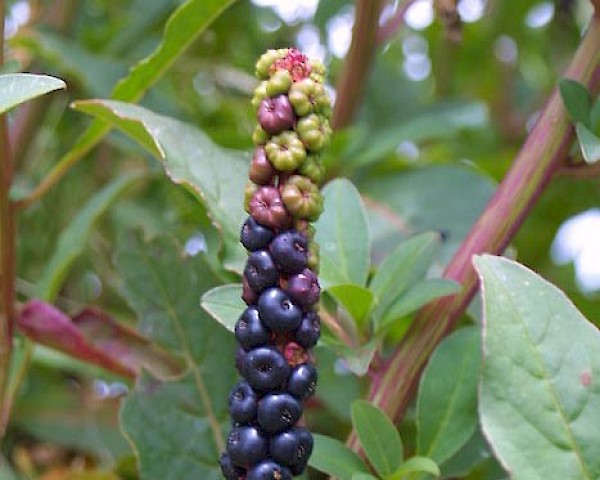 Quiz image