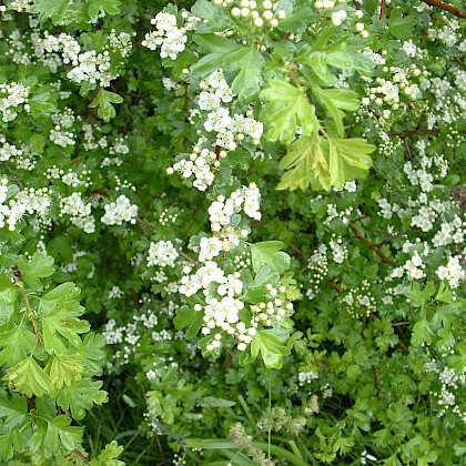 Weed quiz teaser image