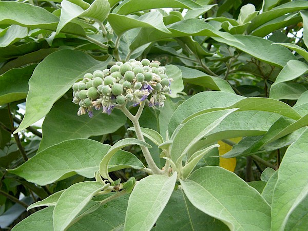 Quiz image