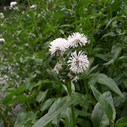 Weed quiz teaser image