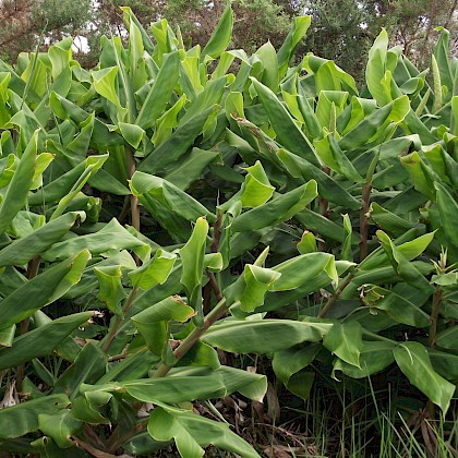 Weed quiz teaser image