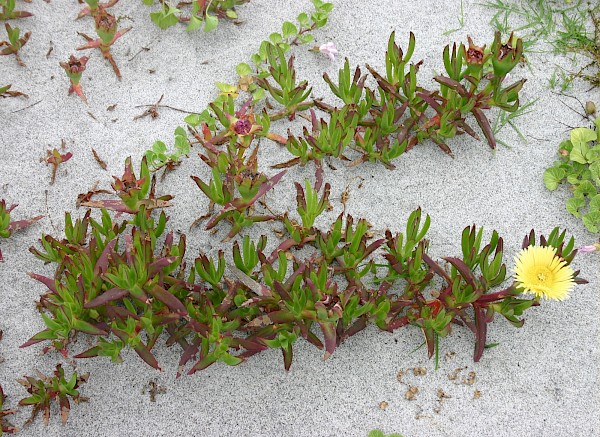 Quiz image