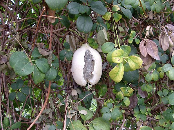 Quiz image