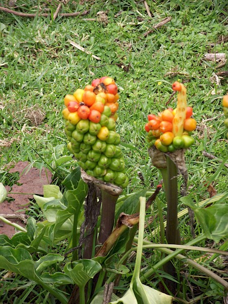 Quiz image