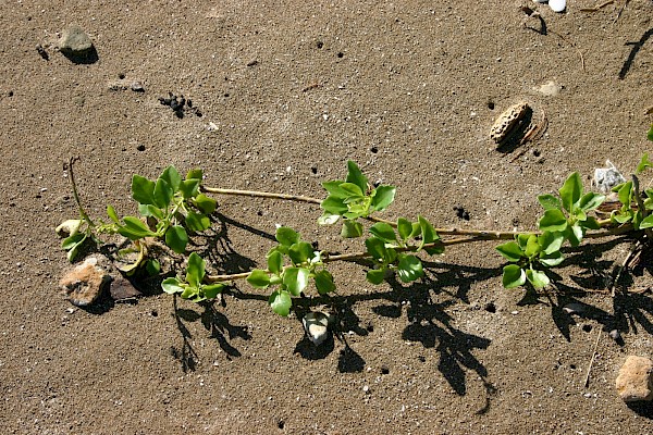 Quiz image