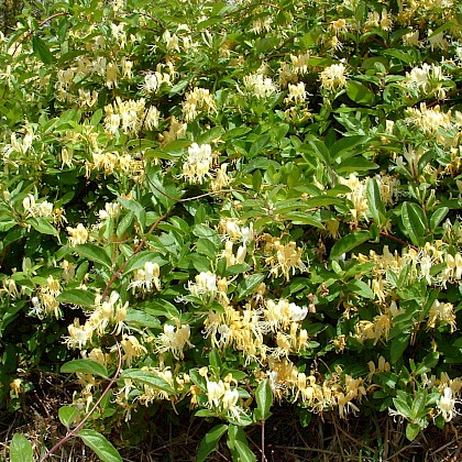 Weed quiz teaser image