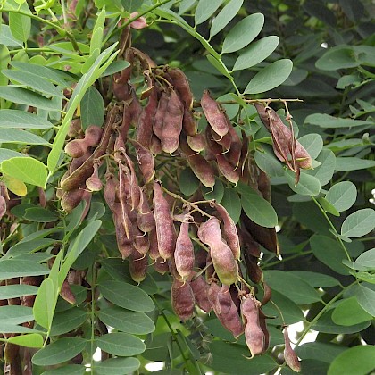 Weed quiz teaser image