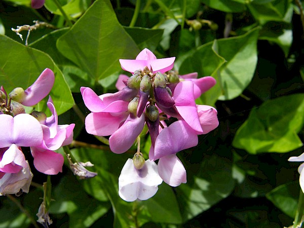 Quiz image