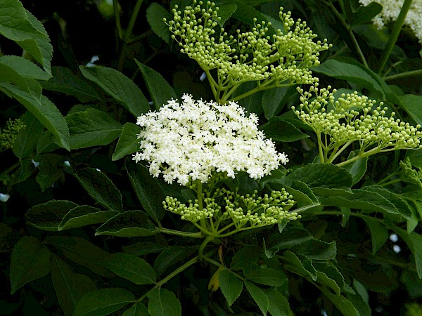 Quiz image