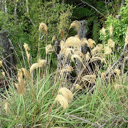 Weed quiz teaser image