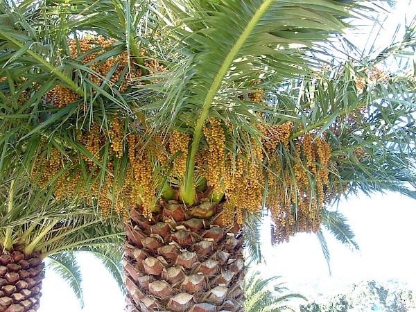 Quiz image