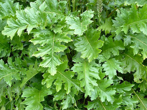 Quiz image