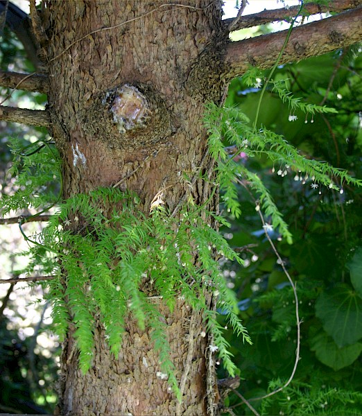 Quiz image