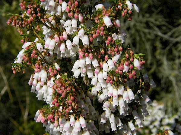 Quiz image