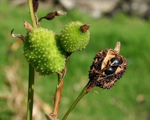 Quiz image