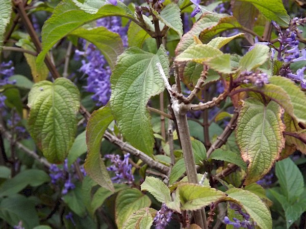 Quiz image