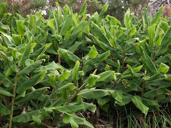 Quiz image